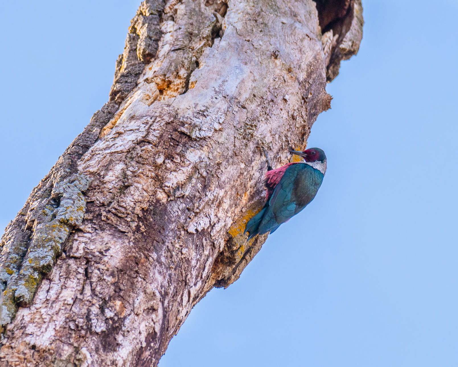 Lewis's woodpecker